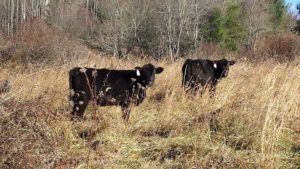 Cattle eating Grass